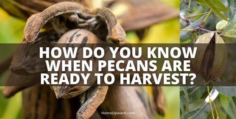 how do you know when pecans are ready to harvest