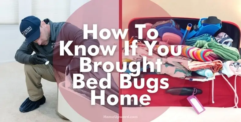 how to know if you brought bed bugs home