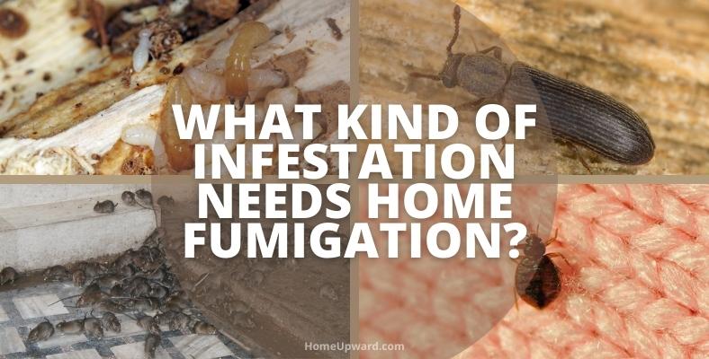 what kind of infestation needs home fumigation