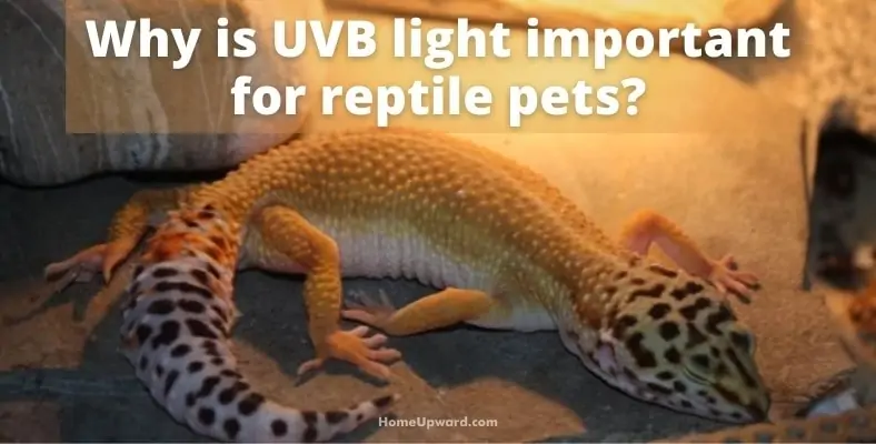 why is uvb light important for reptile pets