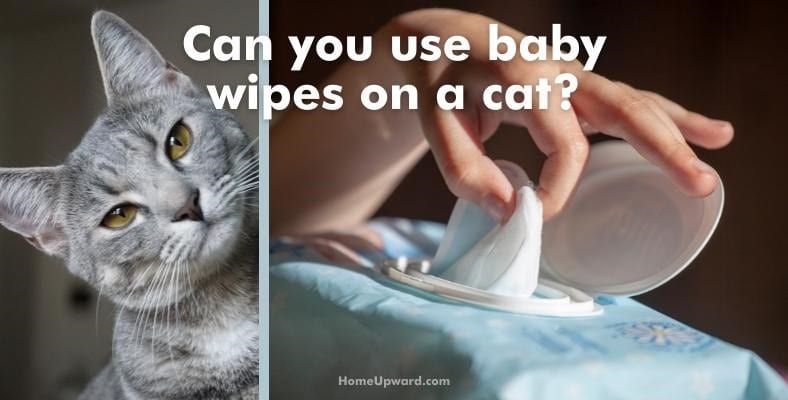 can you use baby wipes on a cat