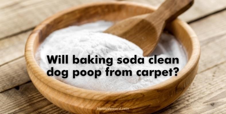 will baking soda clean dog poop from carpet