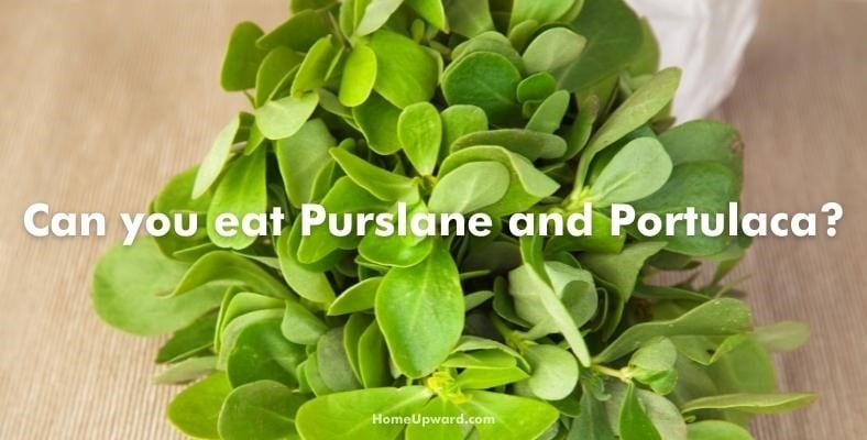 can you eat purslane and portulaca