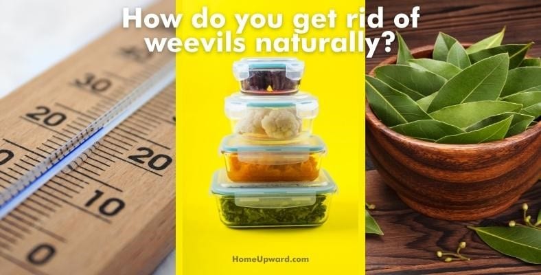 how do you get rid of weevils naturally