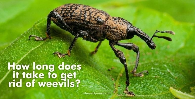 how long does it take to get rid of weevils