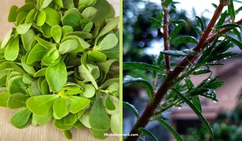 purslane vs portulaca plant differences explained featured image