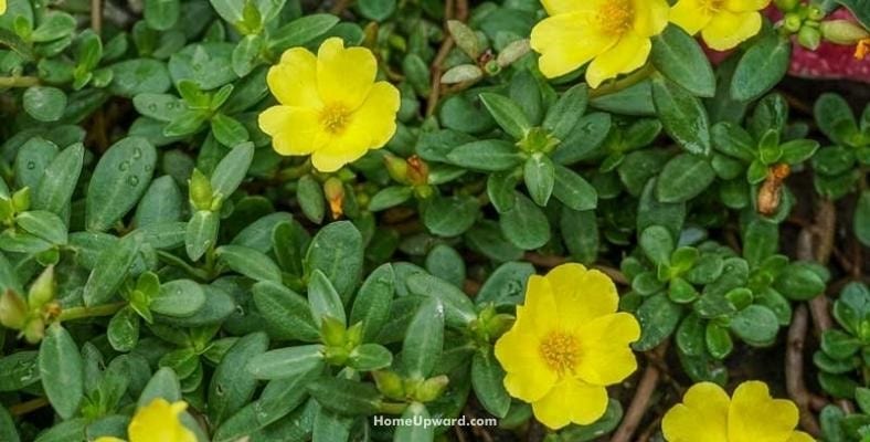 what is portulaca good for health and medicinal benefits