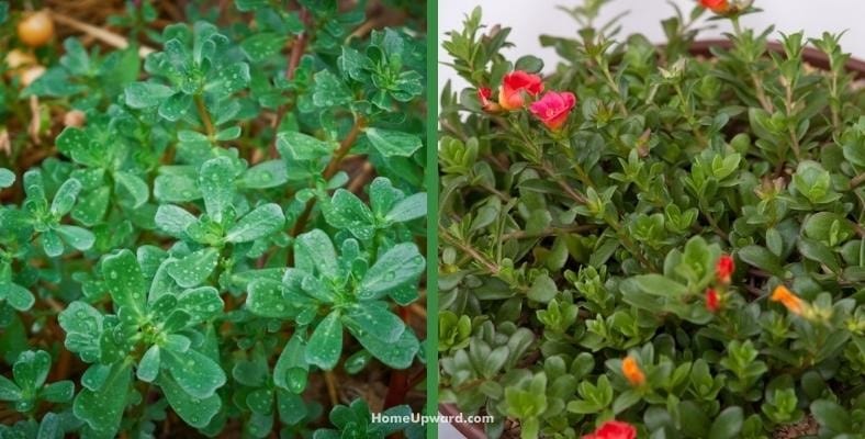 what is the difference between purslane and portulaca