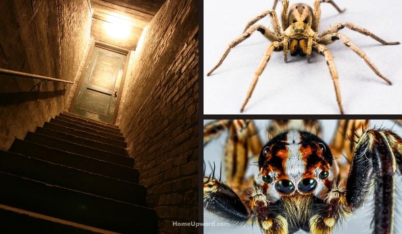 how to keep spiders out of a basement featured image