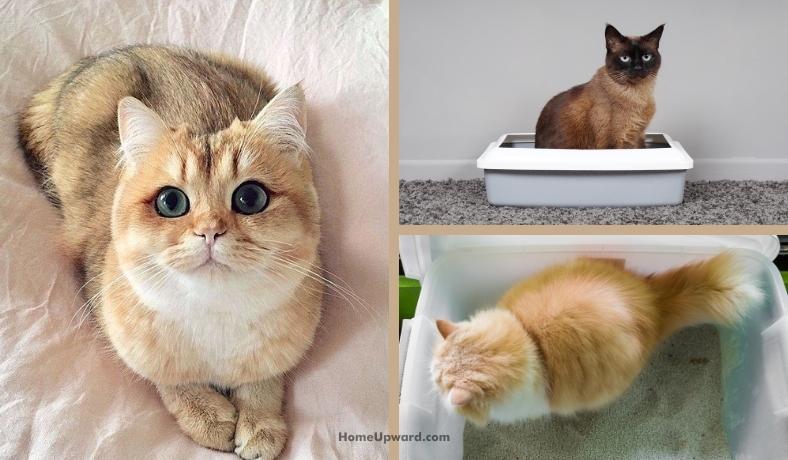 what smells deter cats from pooping featured image