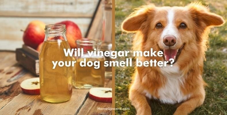 will vinegar make your dog smell better