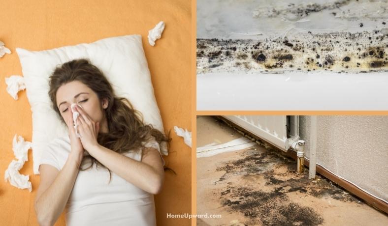 can mold in an attic make you sick featured image