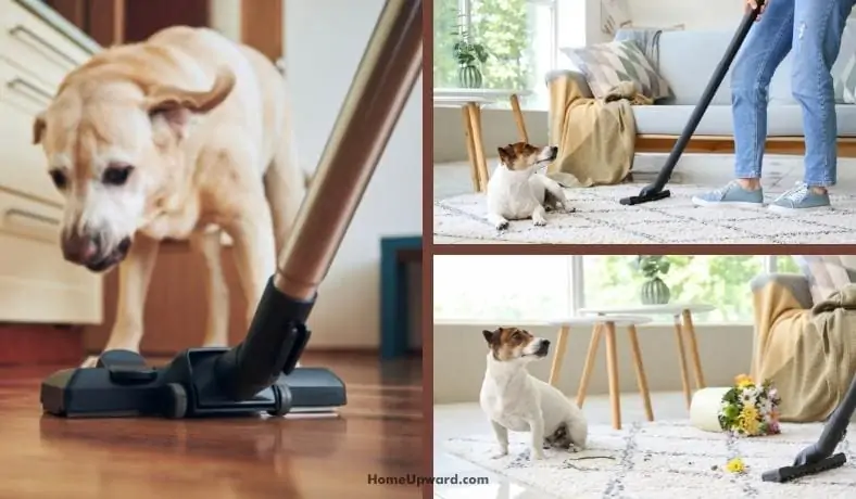 how to get pet smell out of a vacuum featured image