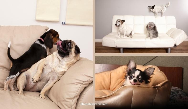how to remove dog smell from a leather couch featured image