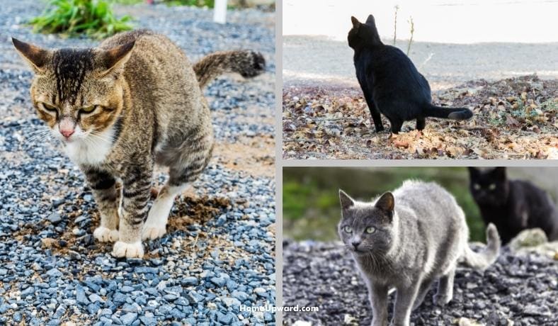 how to stop cats pooping in gravel featured image