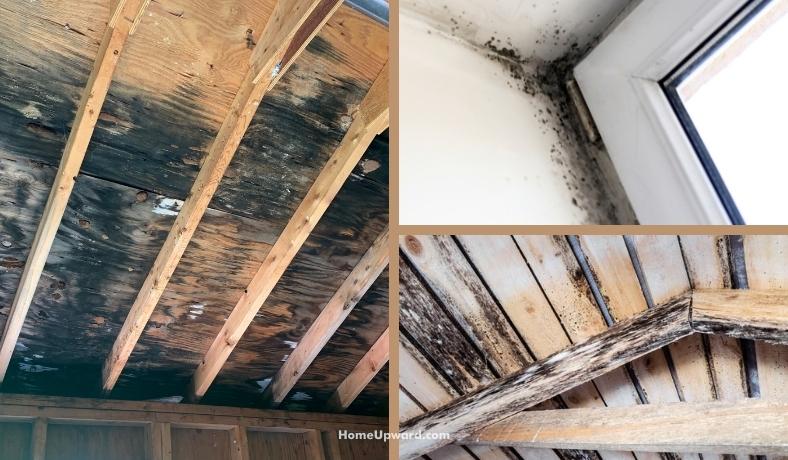 is mold in an attic dangerous featured image