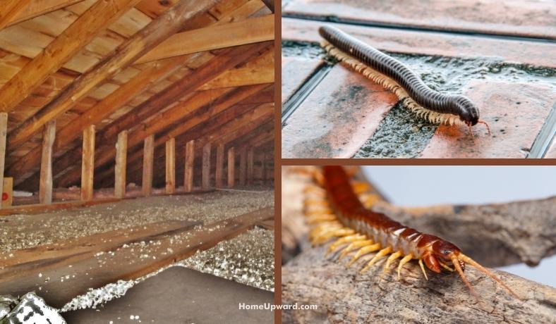 why are there centipedes in my attic featured image