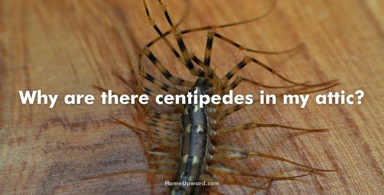 why are there centipedes in my attic