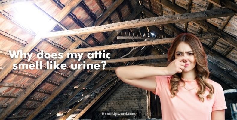 why does my attic smell like urine