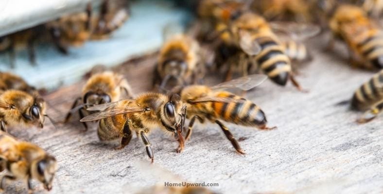 do carpenter bees damage your home
