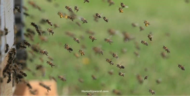 how do i know if i have a carpenter bee infestation