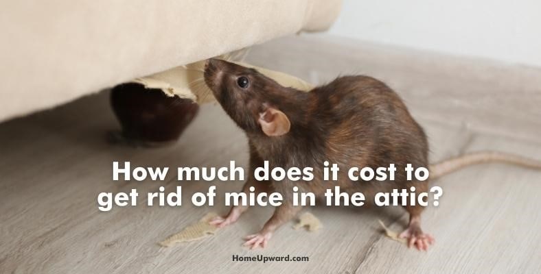 how much does it cost to get rid of mice in the attic