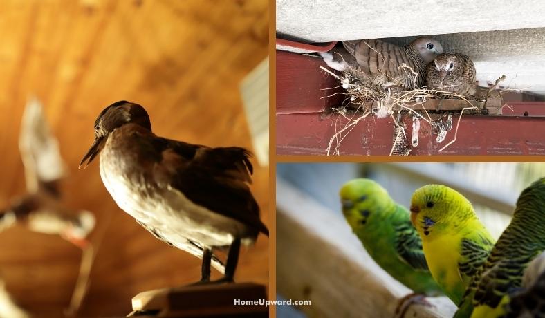 how to deal with birds in your attic featured image