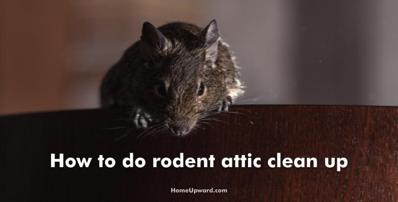 how to do rodent attic clean up