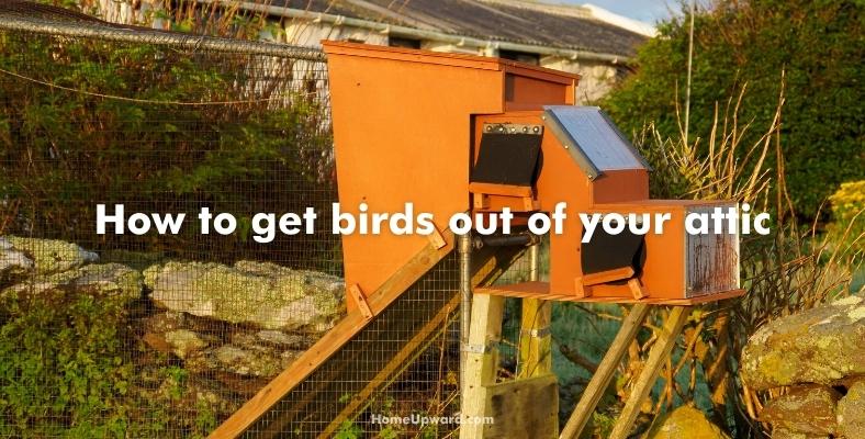 how to get birds out of your attic