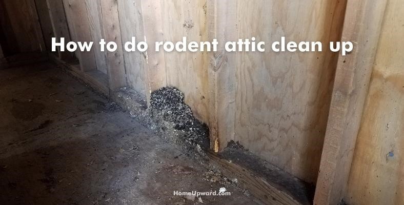 is it ok to leave rat poop in the attic